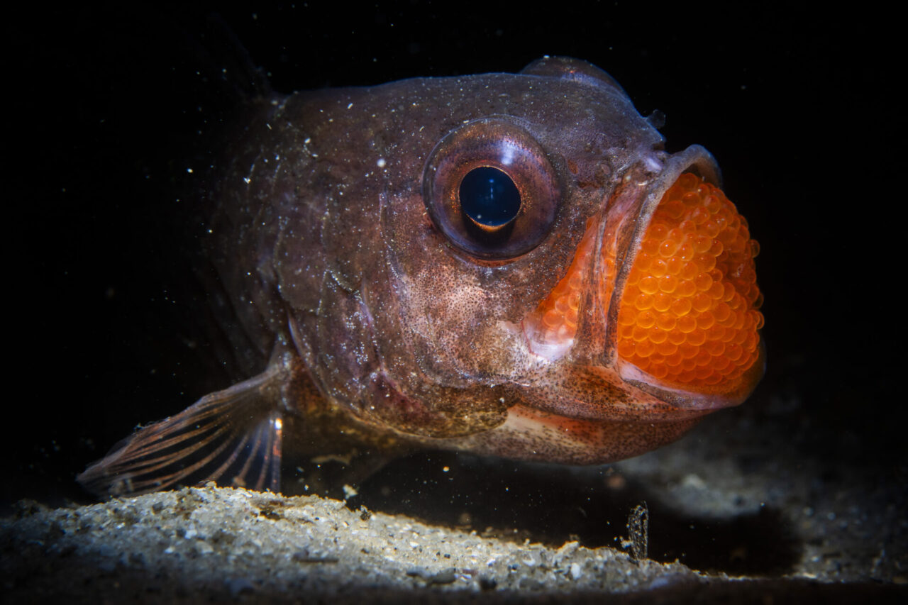 Ocean Photographer of the Year 2025 Wildlife Award finalist: Daniel Sly