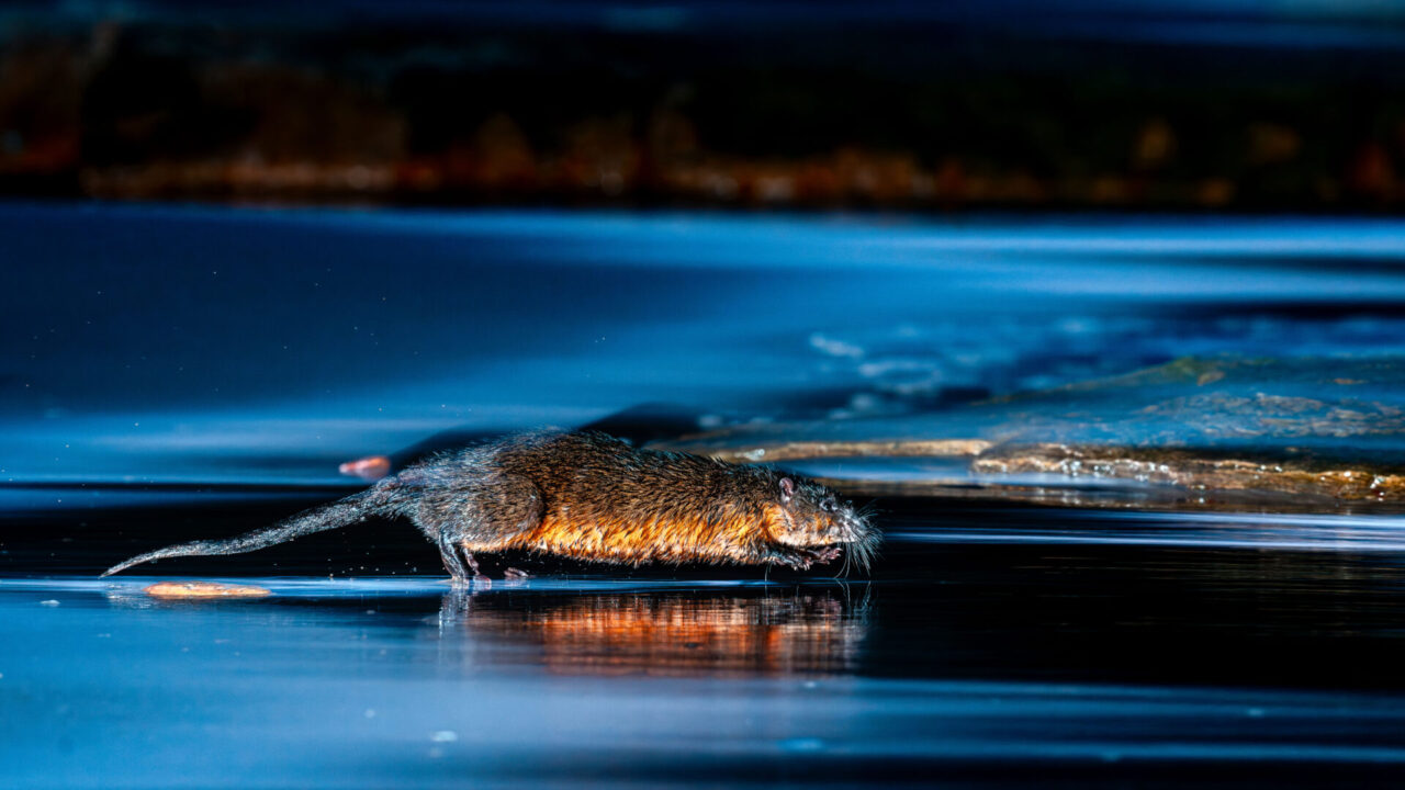 Ocean Photographer of the Year 2025 Wildlife finalist Daniel van Duinkerken