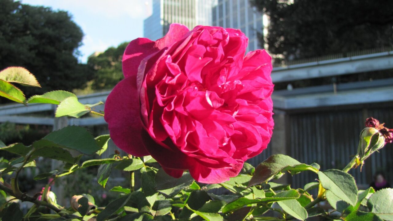 a blossoming rose in the palace rose gardens