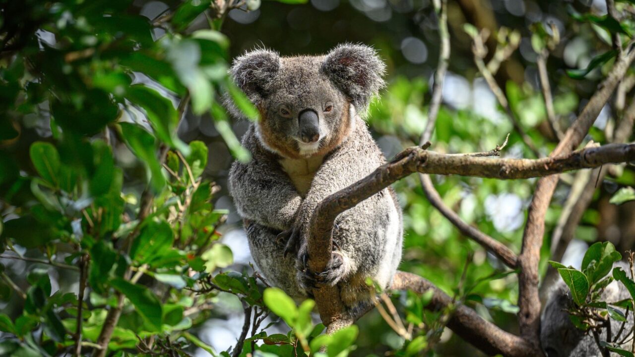 Koala Featherdale