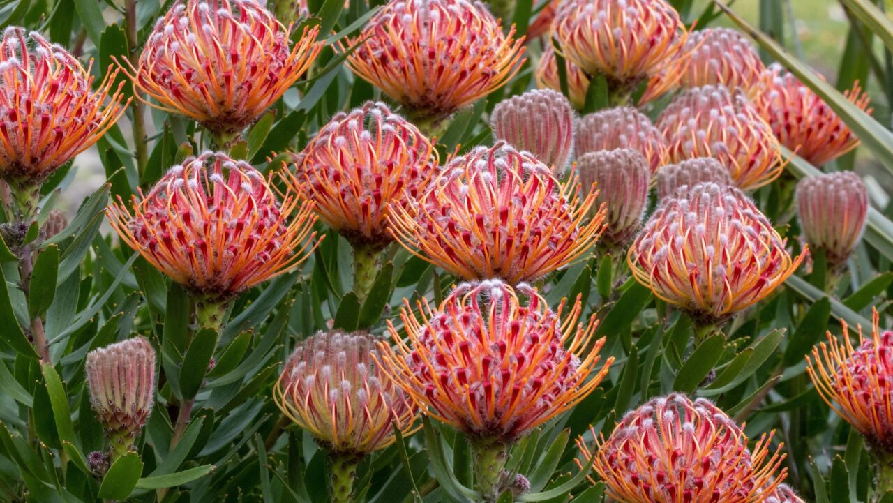 Protea Plant Sydney