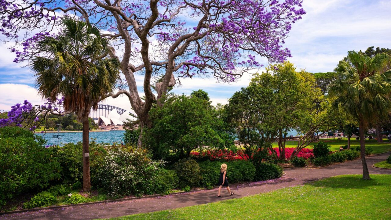 Royal Botanic Garden Jacaranda