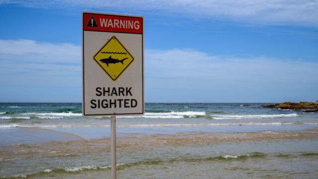 Shark sighted warning