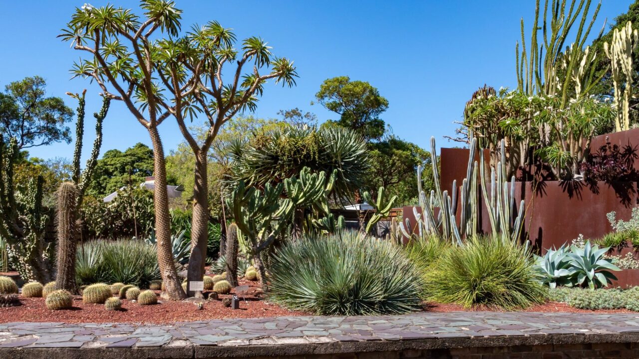 Succulent Garden Royal Botanic Garden