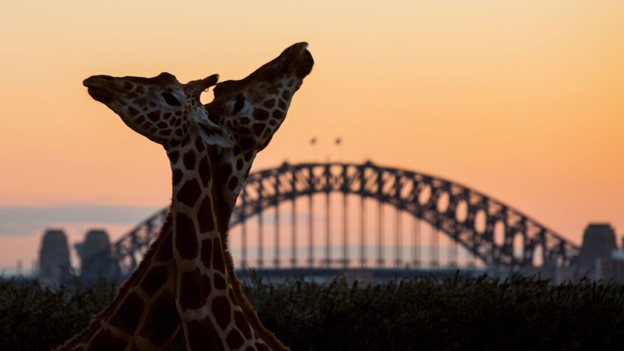 Taronga After Dark Sydney
