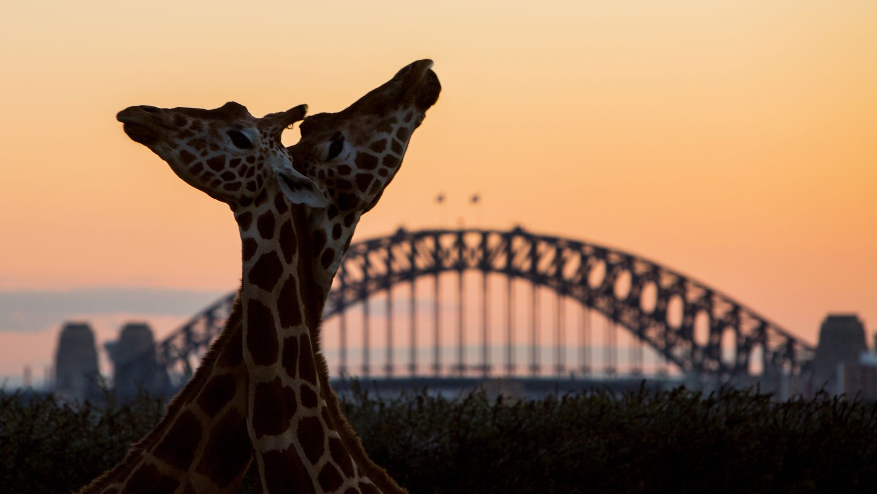 Taronga After Dark Sydney