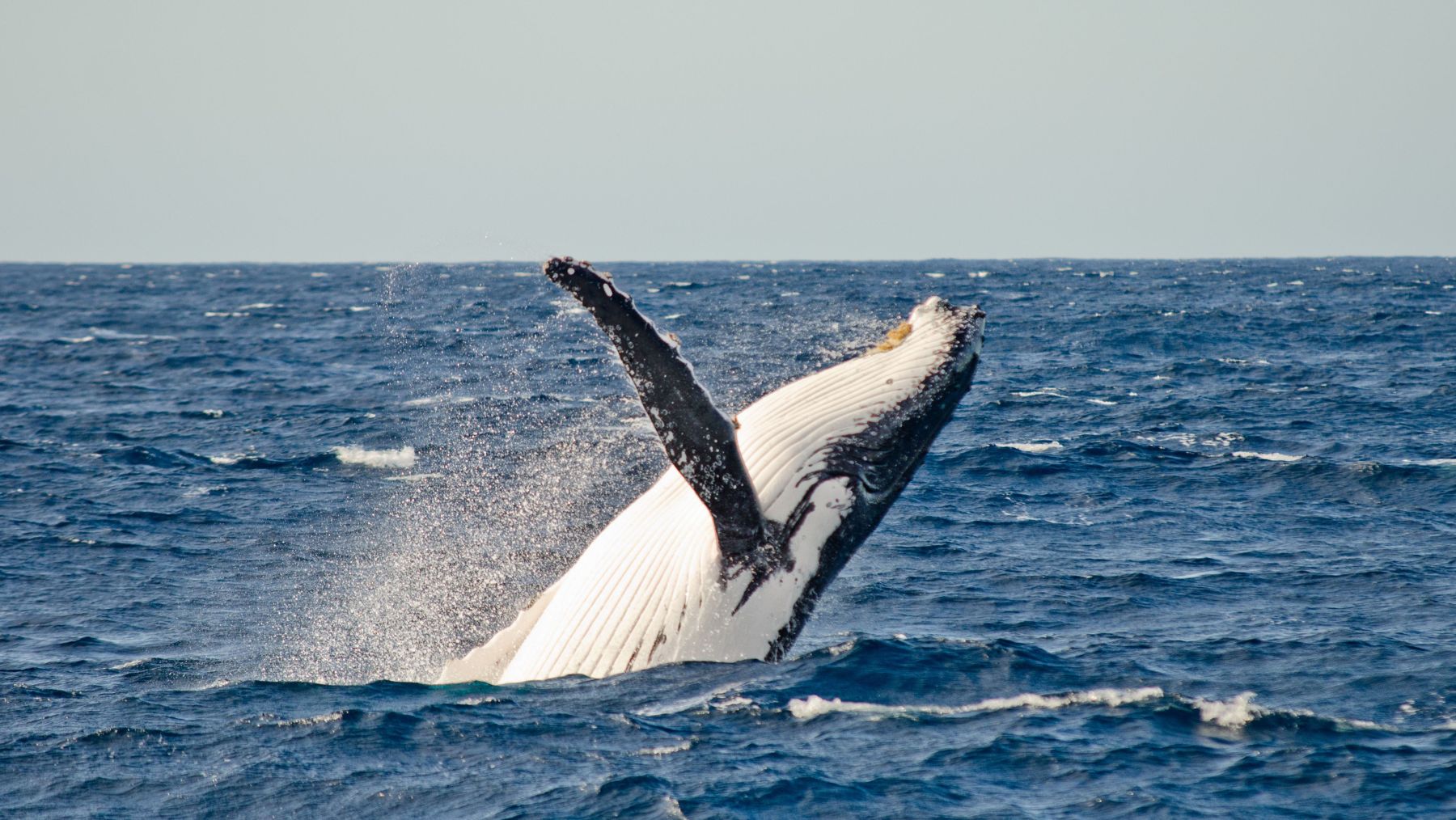 Home 1 a humpback whale breaches the water