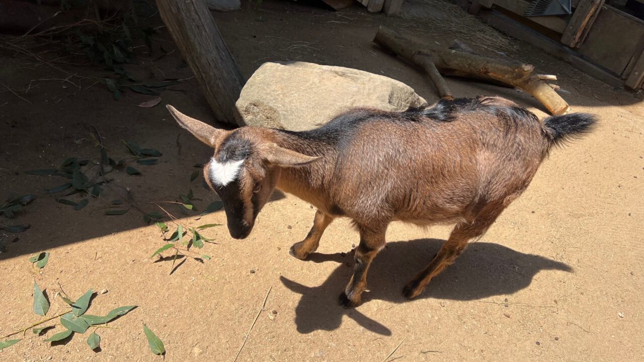 Baby gat Taronga Zoo