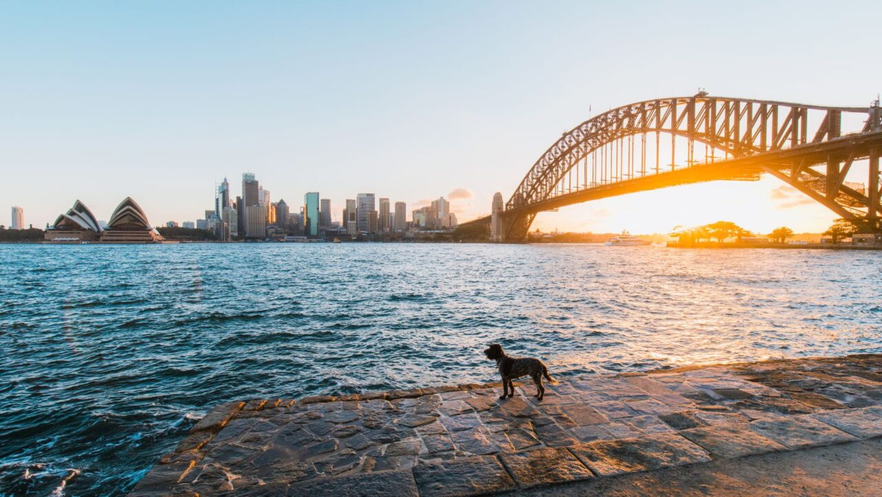 Dog Sydney Harbour