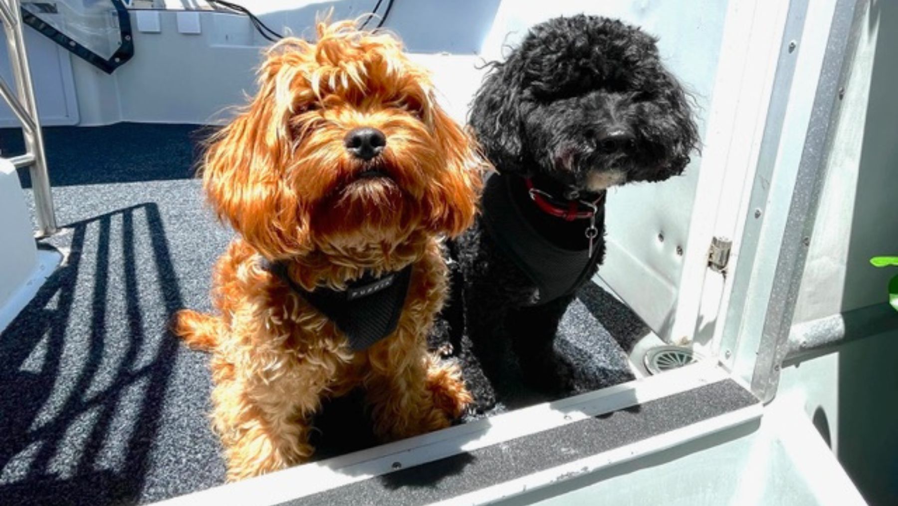 Dogs On Deck