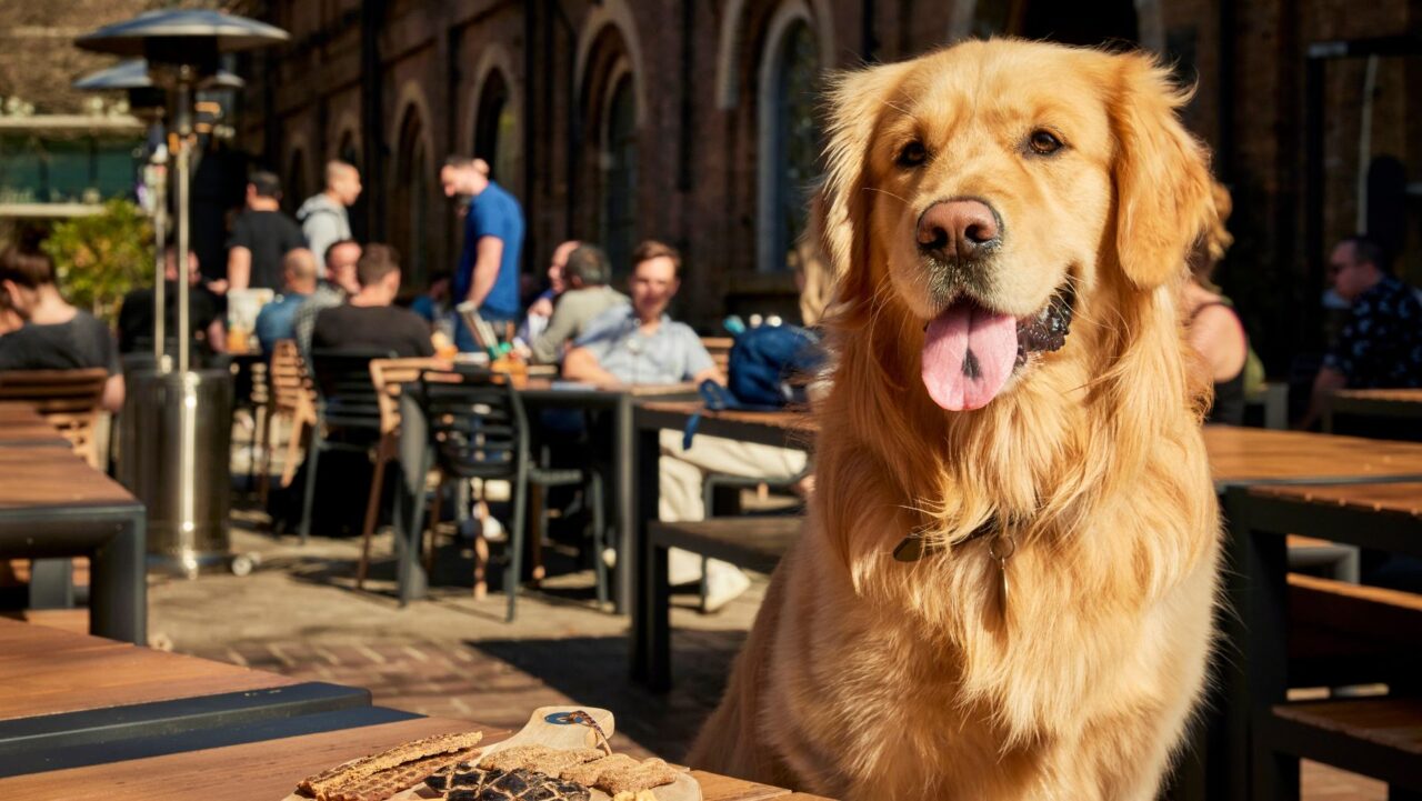 Pups in pubs howl-o-ween