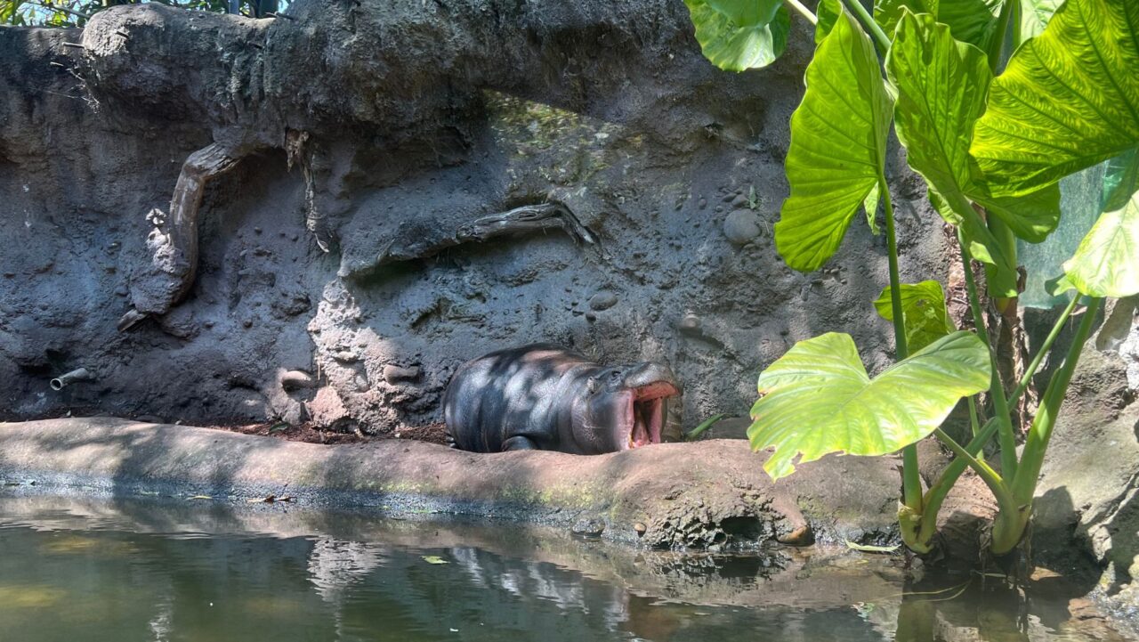 Pygmy Hippo Taronga Zoo