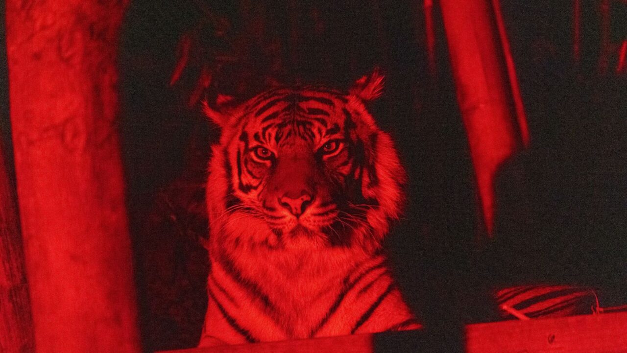 Sumatran Tiger Taronga After Dark