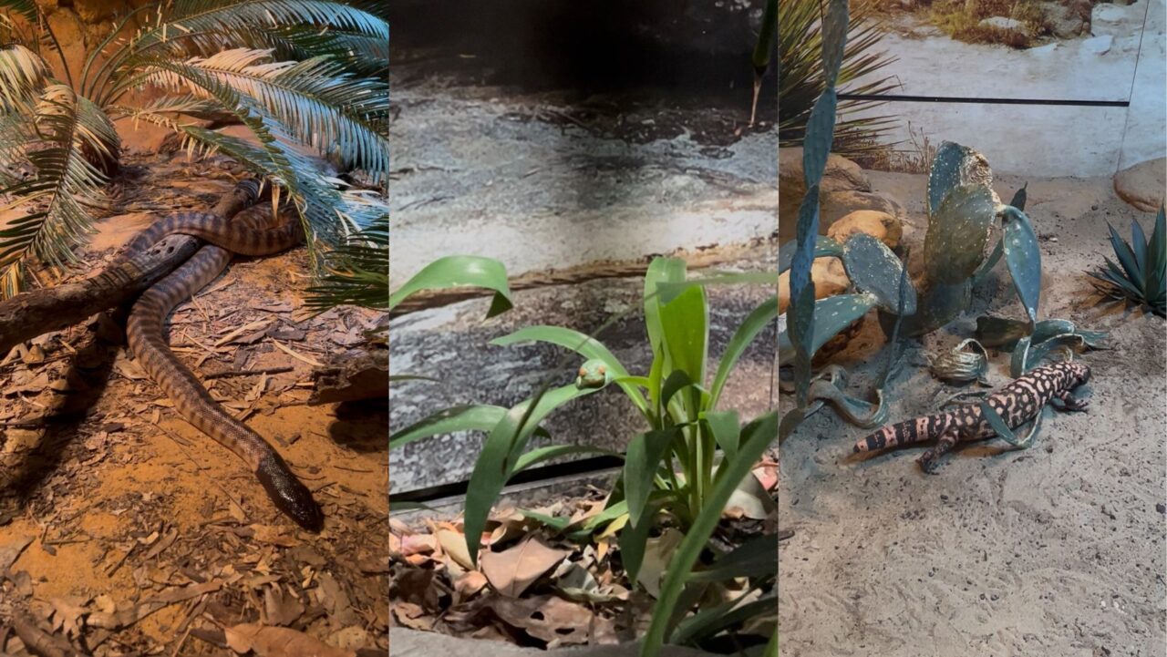Taronga After Dark Animals