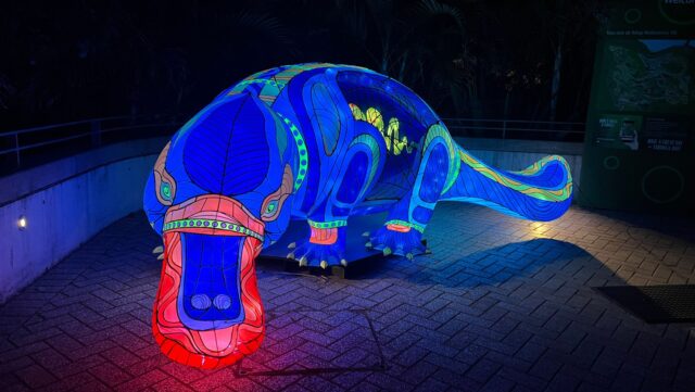 Taronga After Dark Platypus