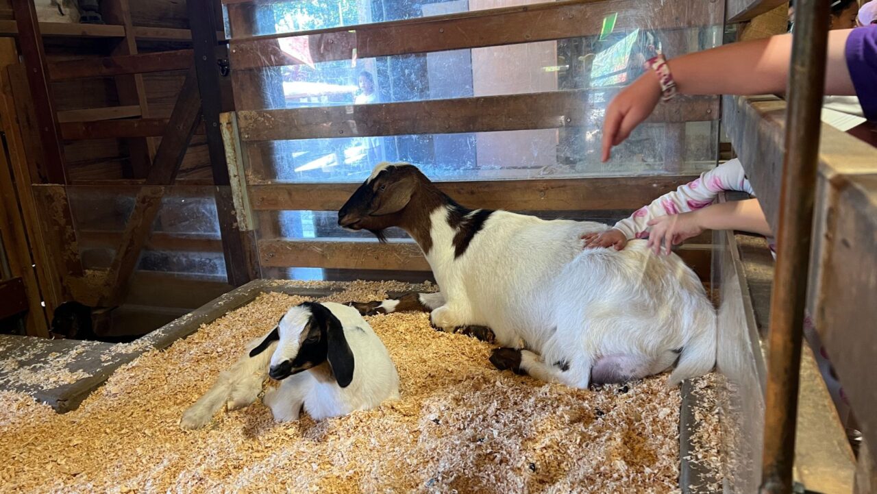Taronga Zoo goats and kids