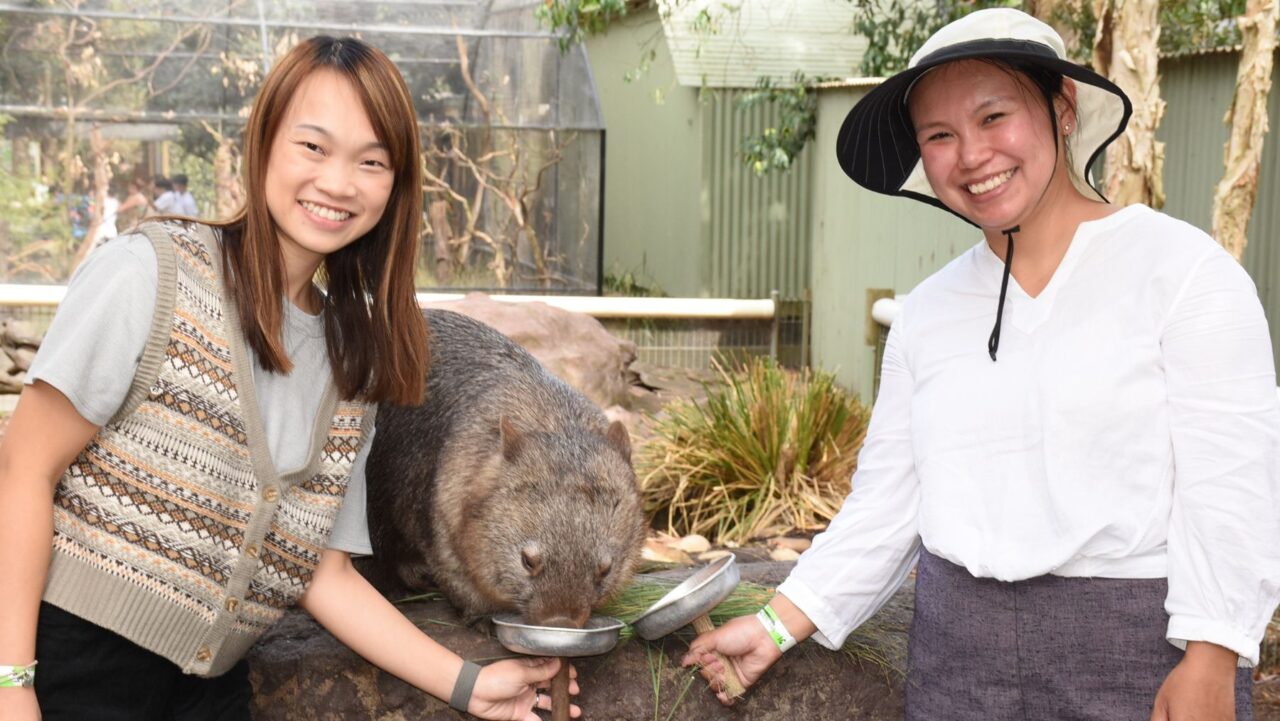 Guests feeding the wombats at Featherdale Wildlife Sanctuary