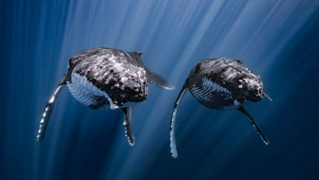 Humpback Whales in Ocean