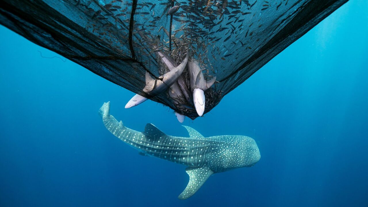 Impact Second Place Daniel Flormann