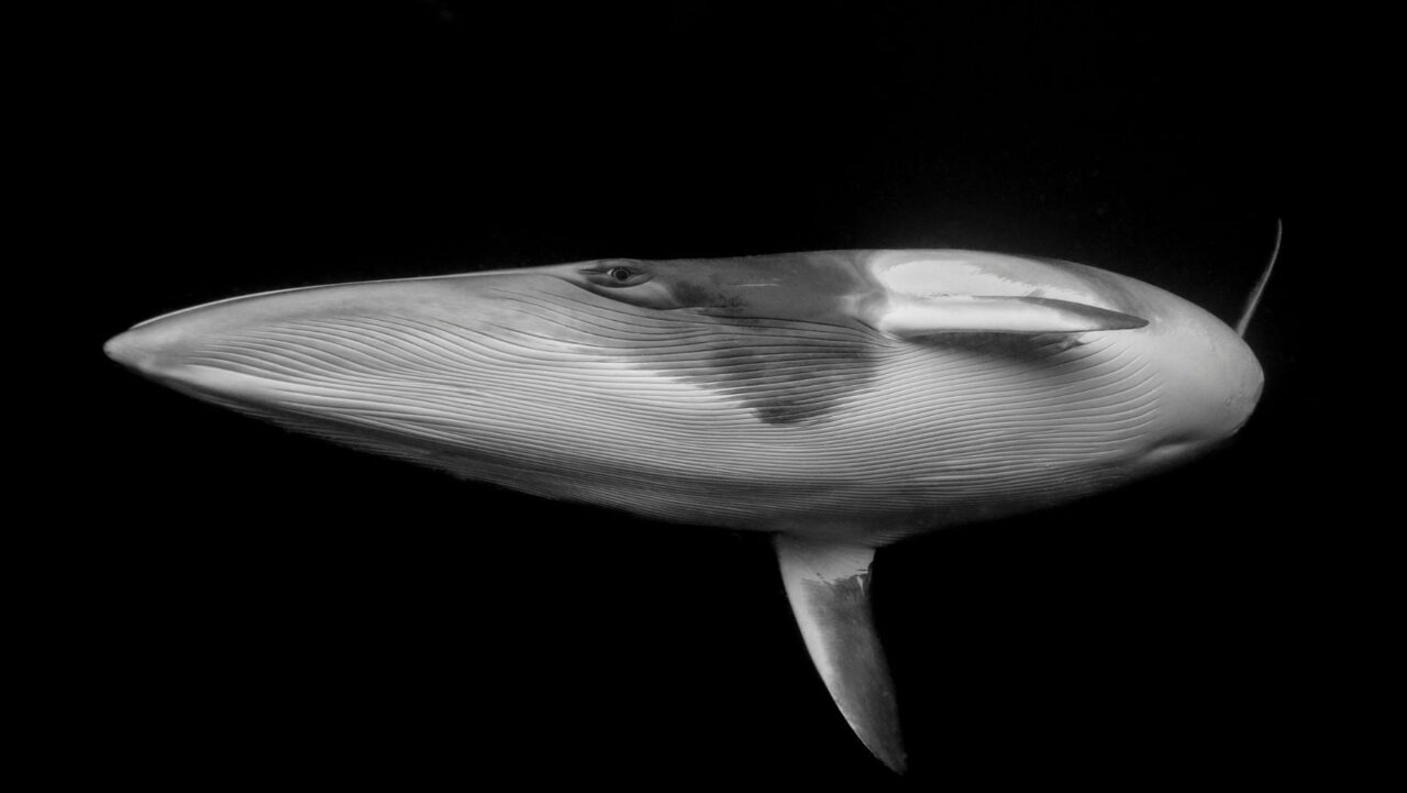 Marcia Riederer Whale