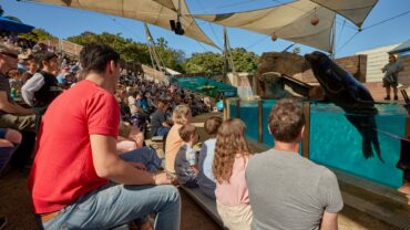 Seals for the Wild at Taronga