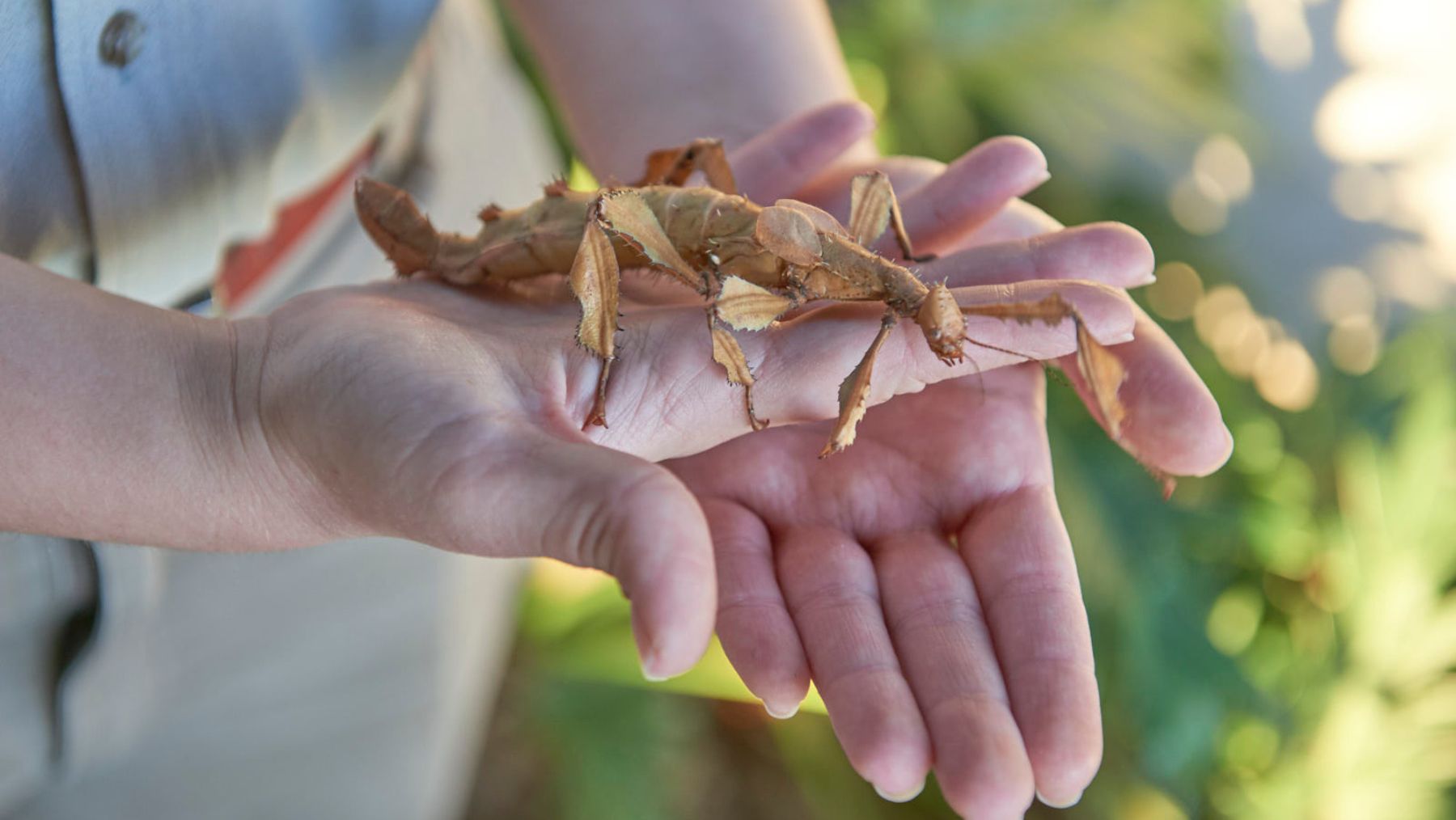 piny Leaf Insect taronga