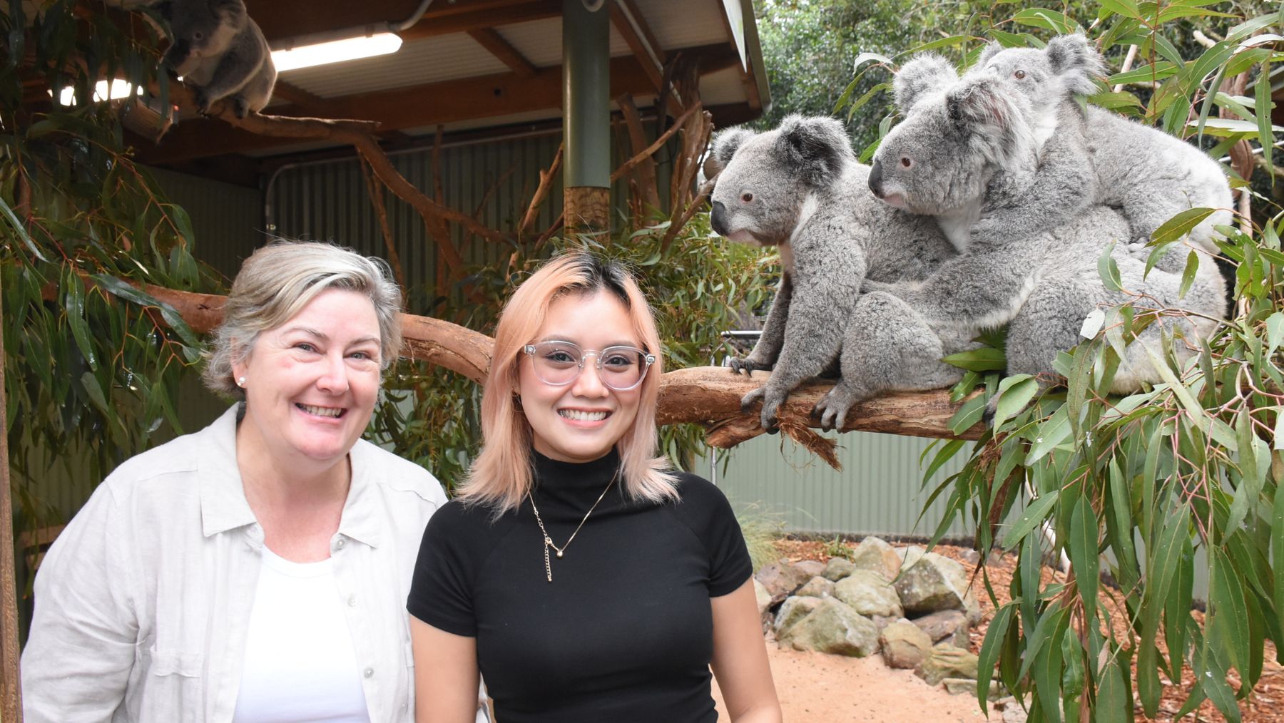 Visitors with Koalas and Featherdale Wildlife Park