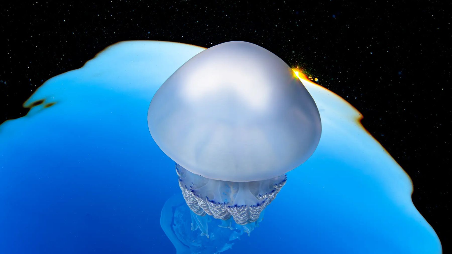 a jellyfish floats against a blue background