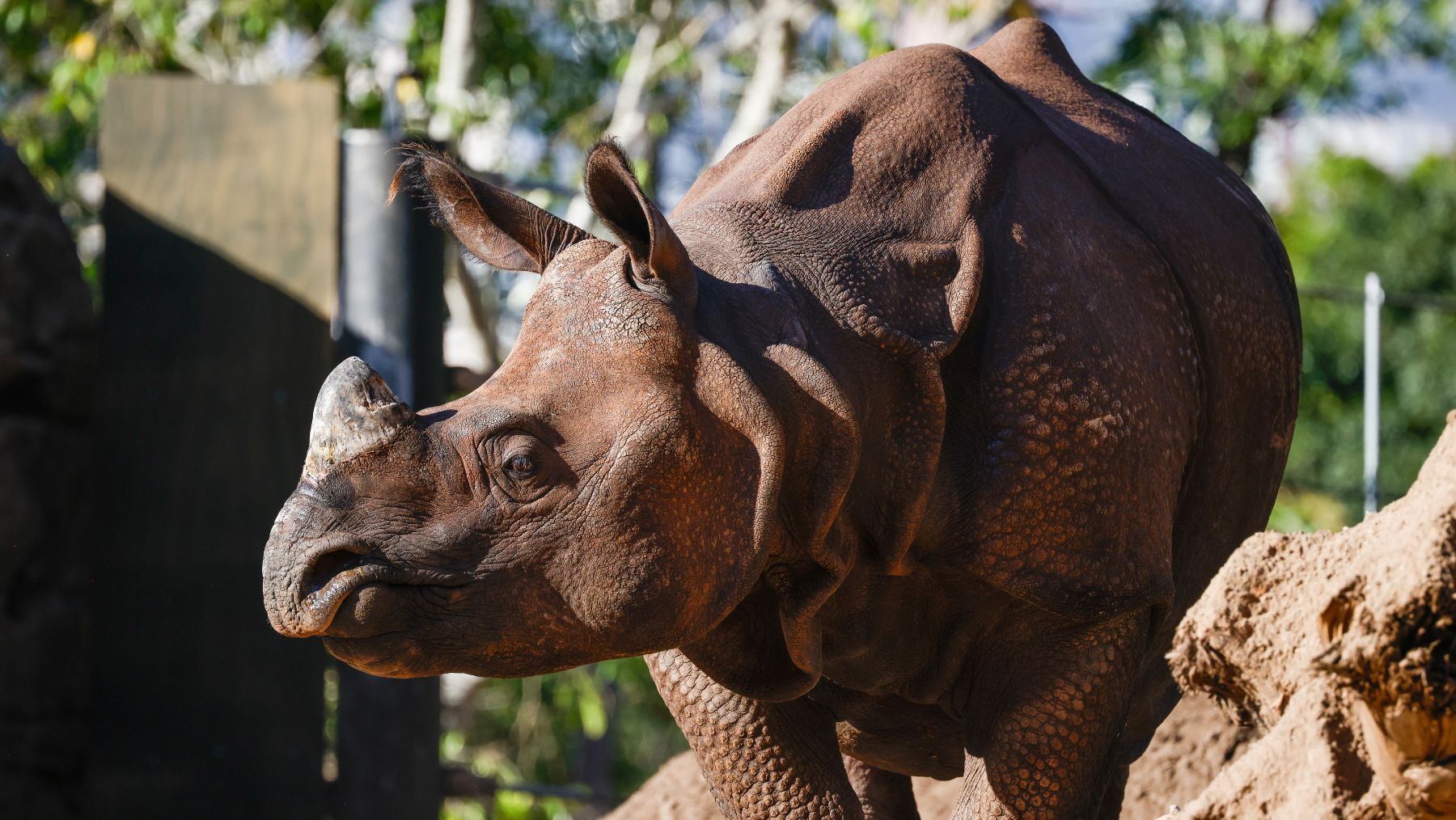 Hari the Rhino Taronga Zoo's new arrival