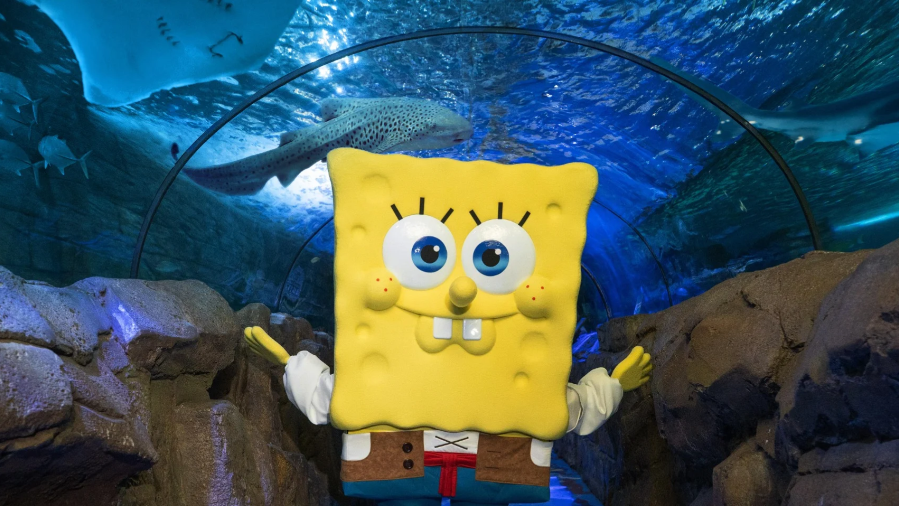 Sponge Bob Square Pants at Sealife Aquarium for the family holidays