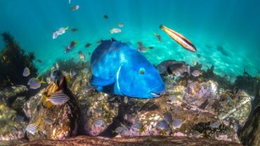 Snorkelling in Sydney