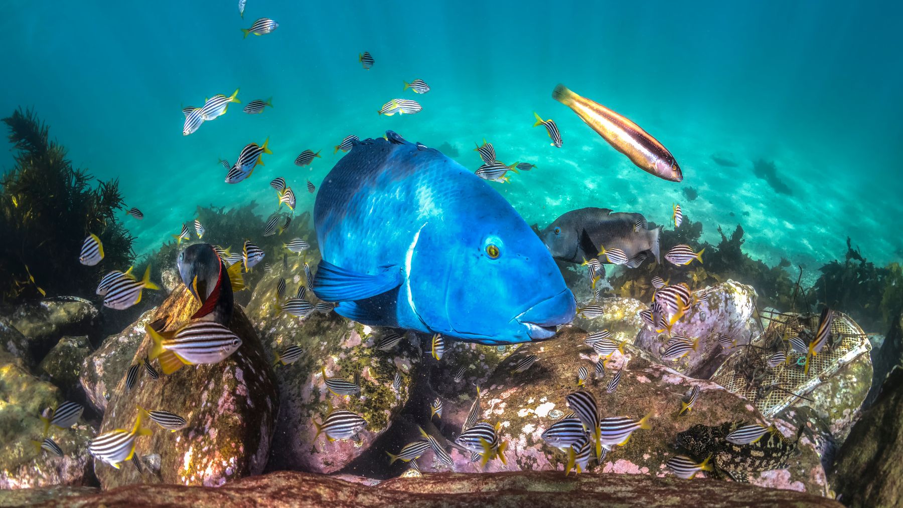 Snorkelling in Sydney