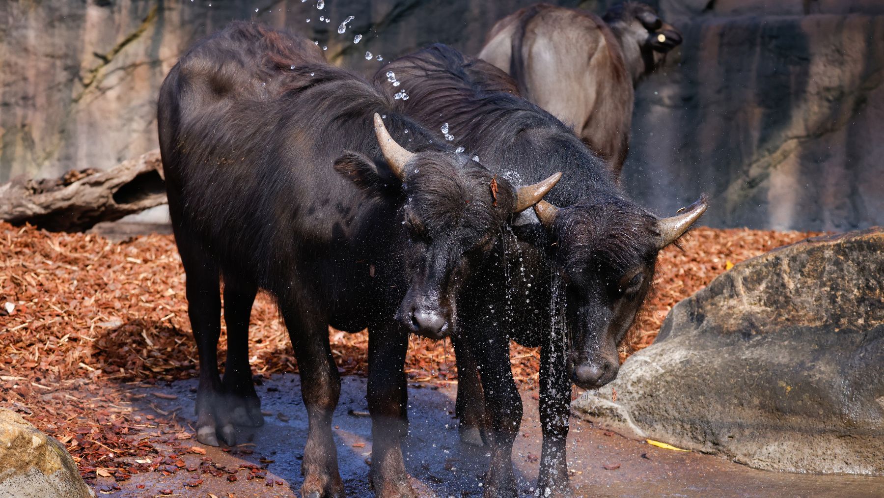 Taronga Zoo's new arrivals water buffaloes