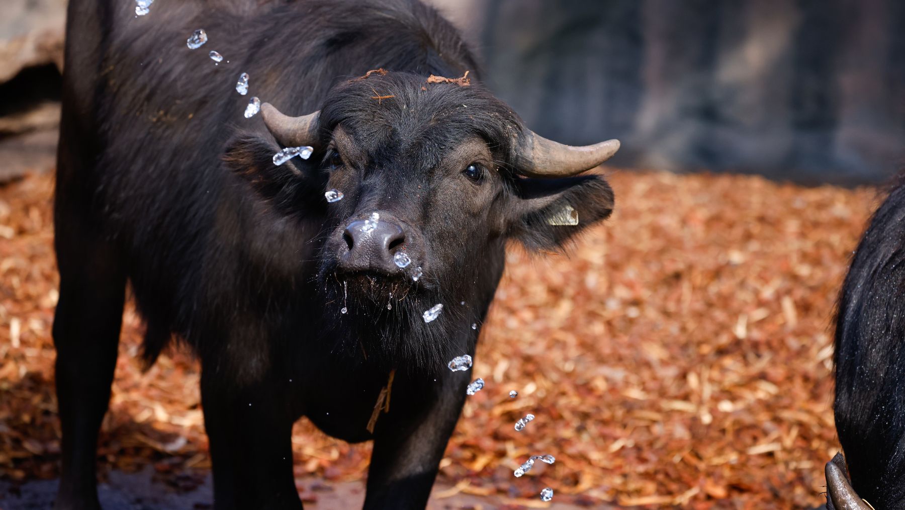 Water Buffalo