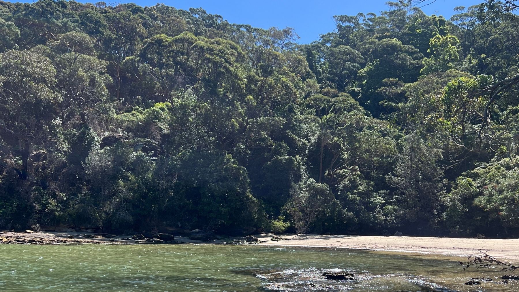the bush meets the sand at Taylors Bay