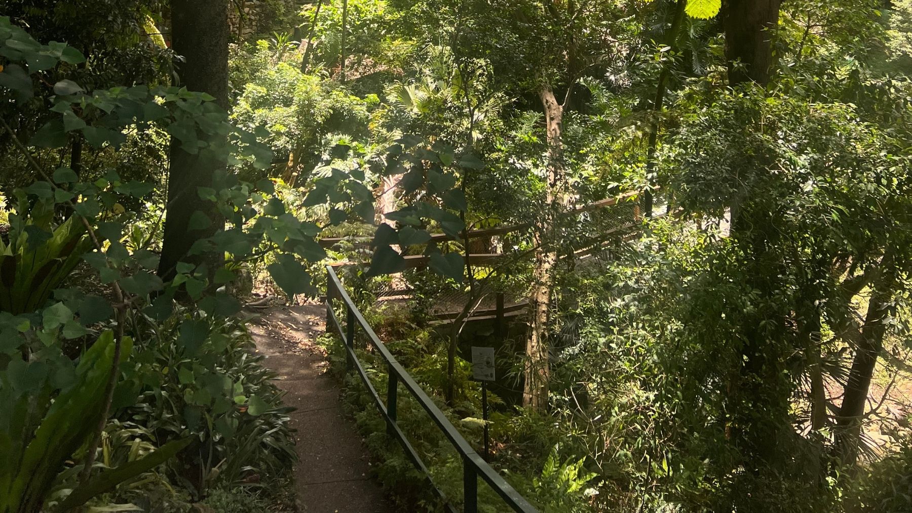 a walking track through the bush in Mosman