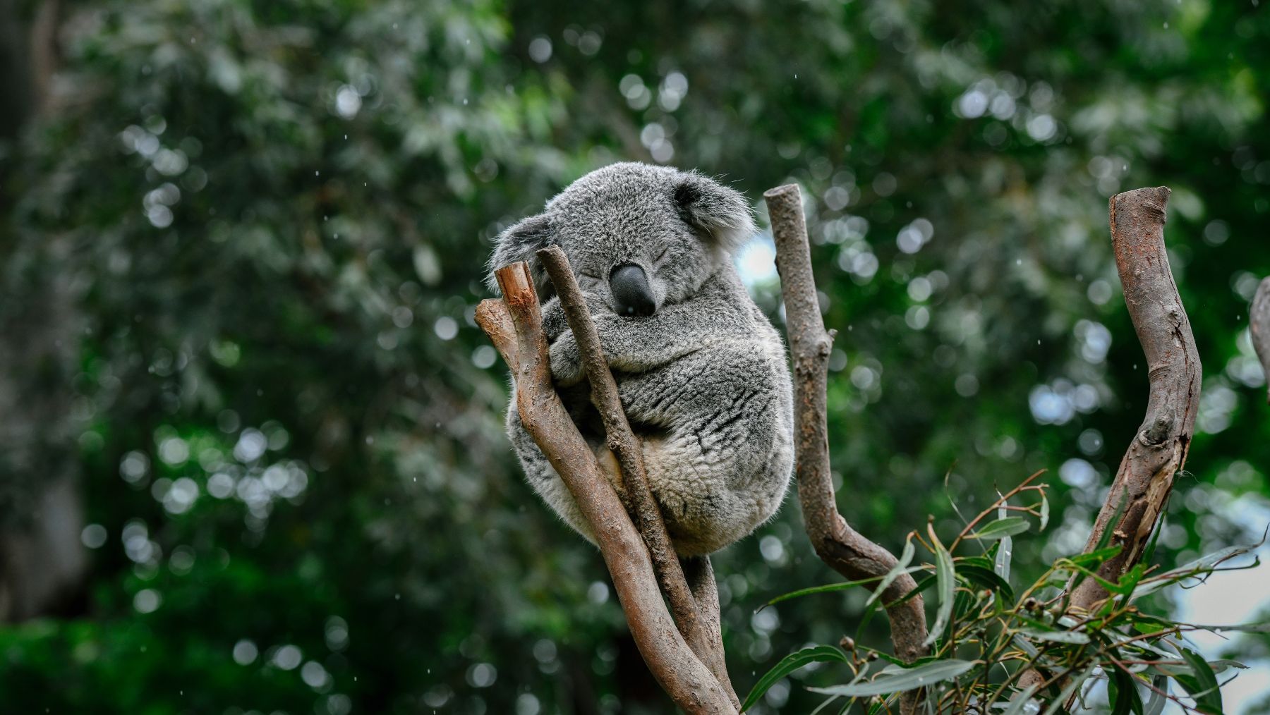 A koala at Featherdale Wildlife Park