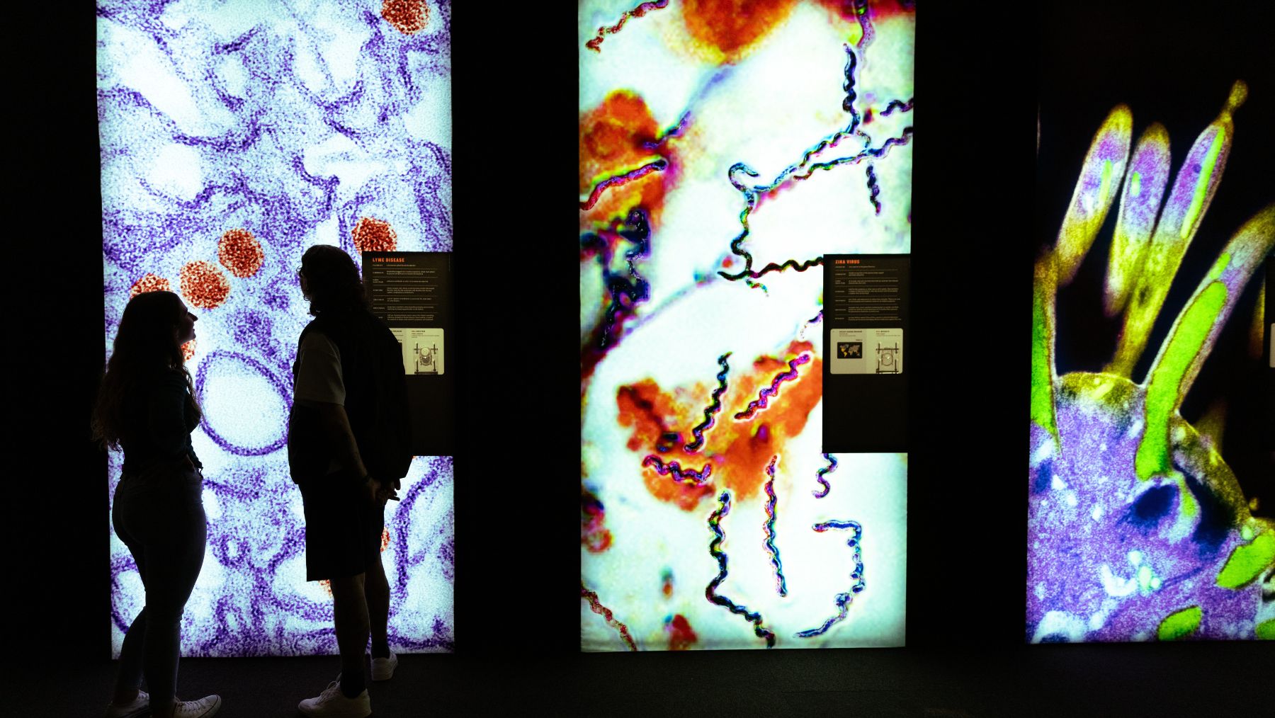 Bloodsuckers: Nature's Vampires at the australian museum