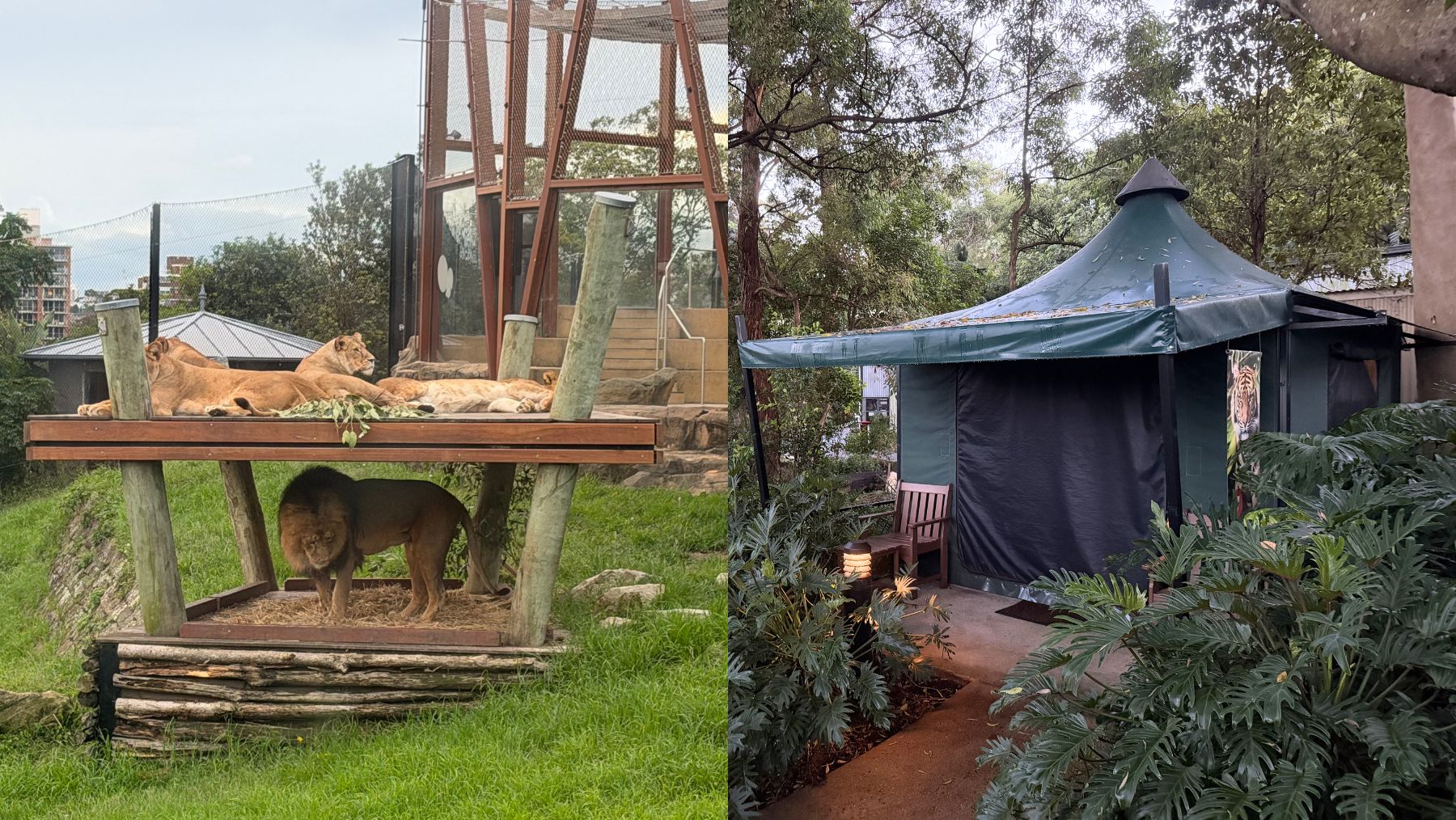 Taronga Zoo roar and snore campsite and lions