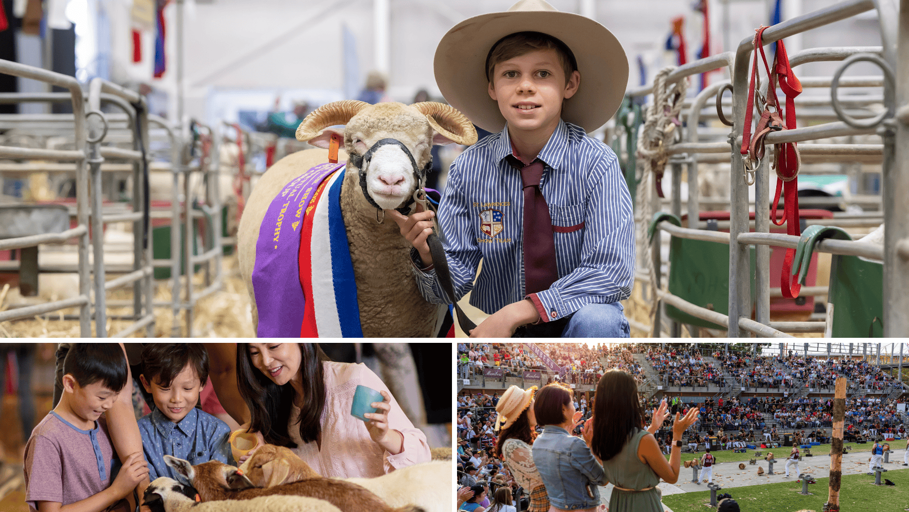 three images showing a sheep, a family at a petting zoo and people watching woodchopping event
