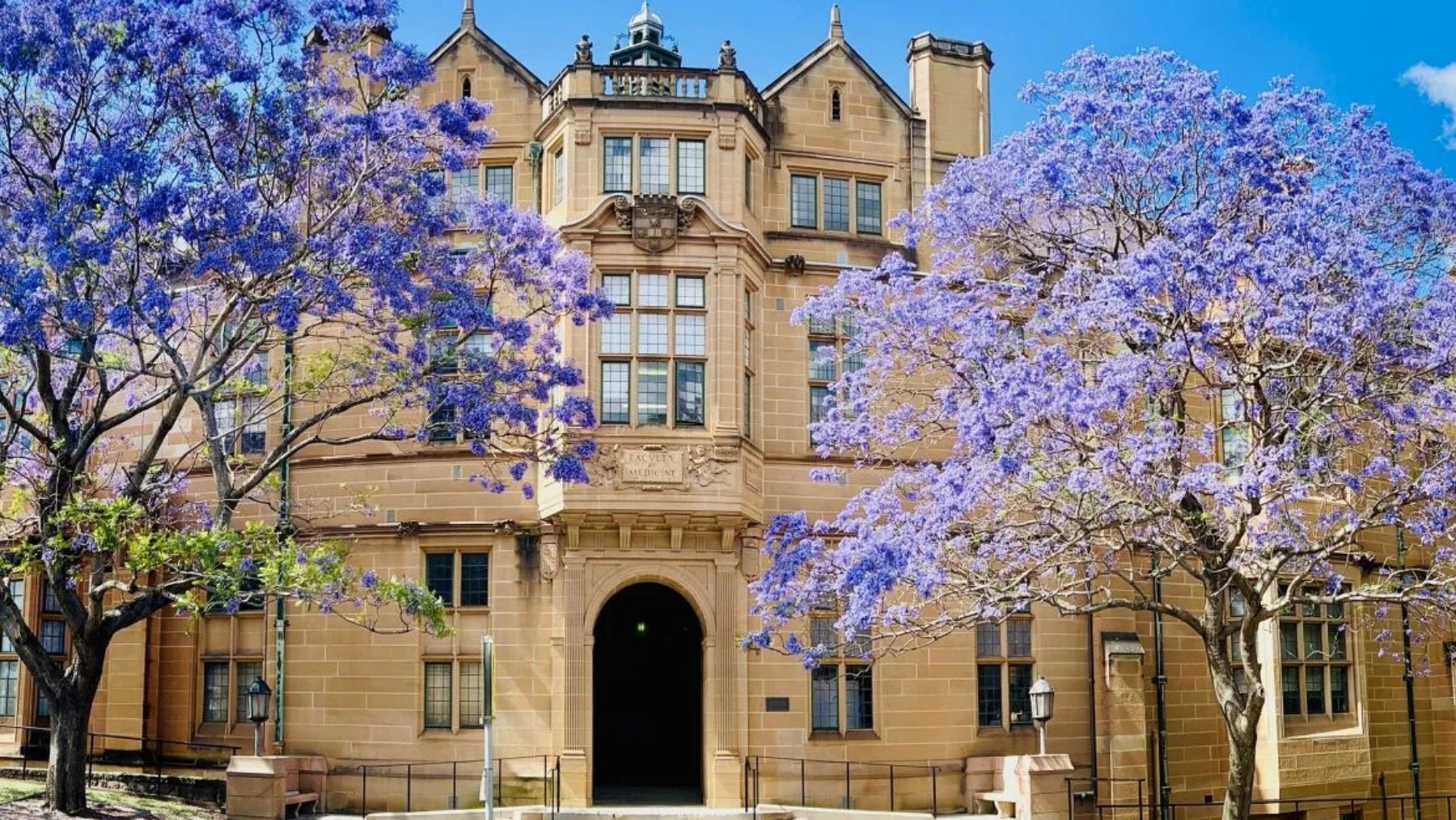 Two jacaranda trees covered in purple flowers in front of a sandstone building