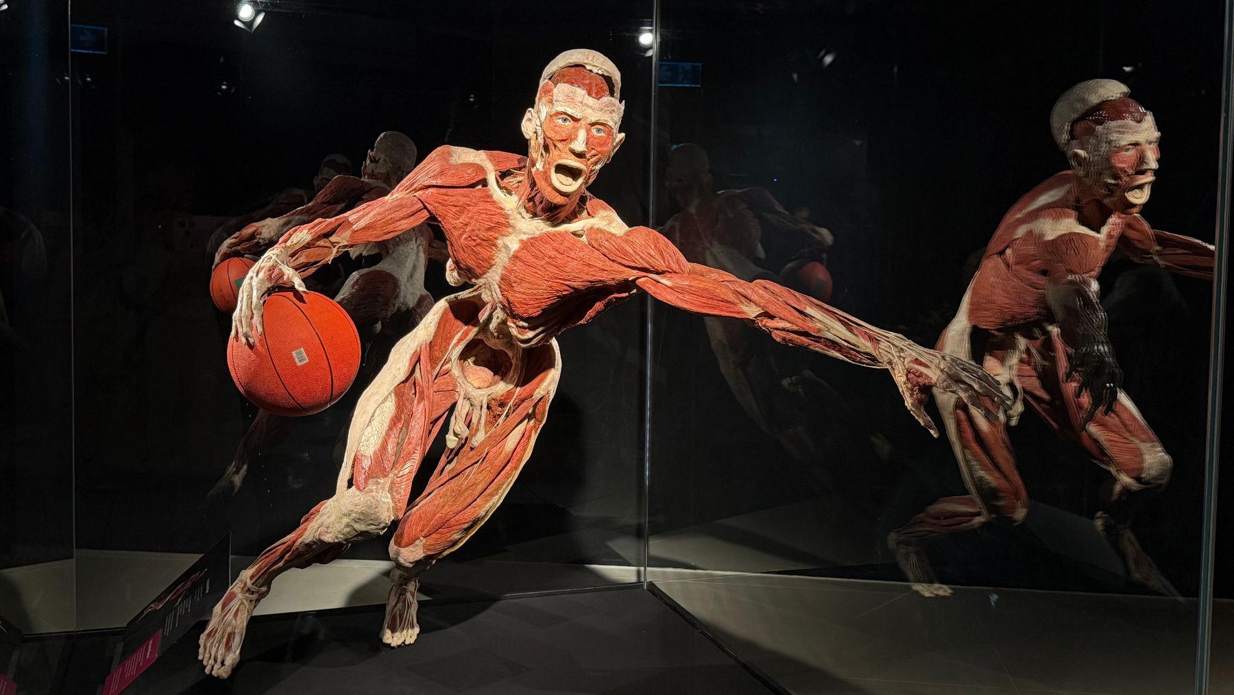 Basketball player at Body Worlds