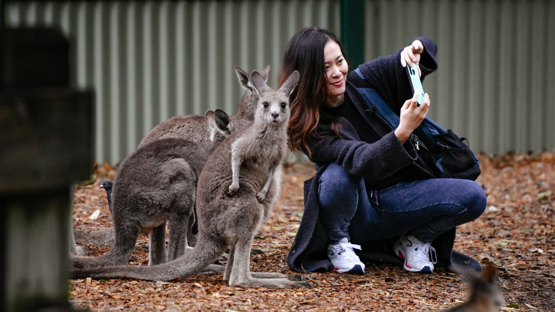 Woman taking selfie with kangaroos.