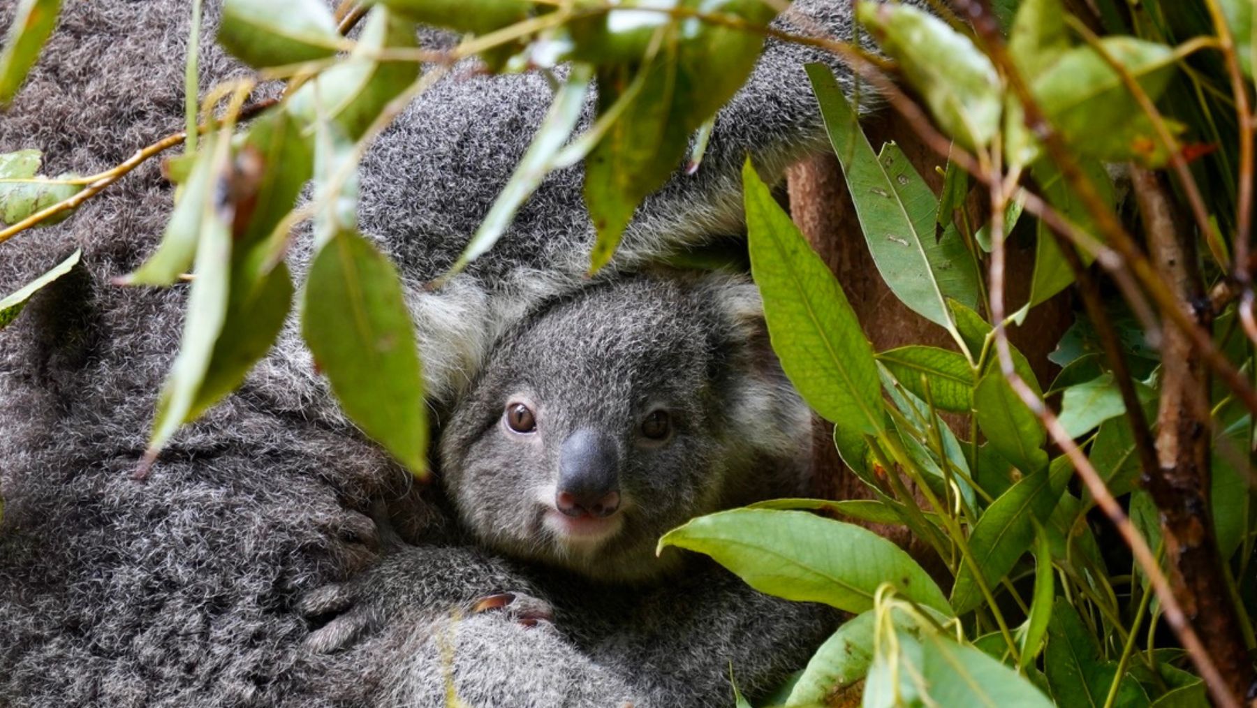Featherdale koala