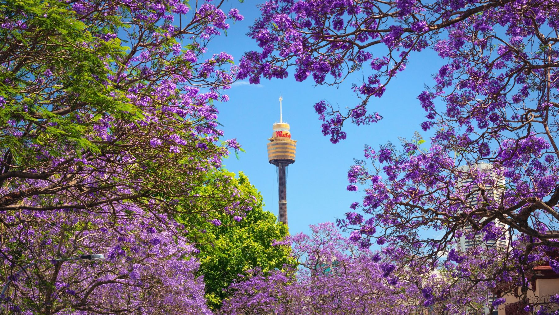 Jacarandas Sydney
