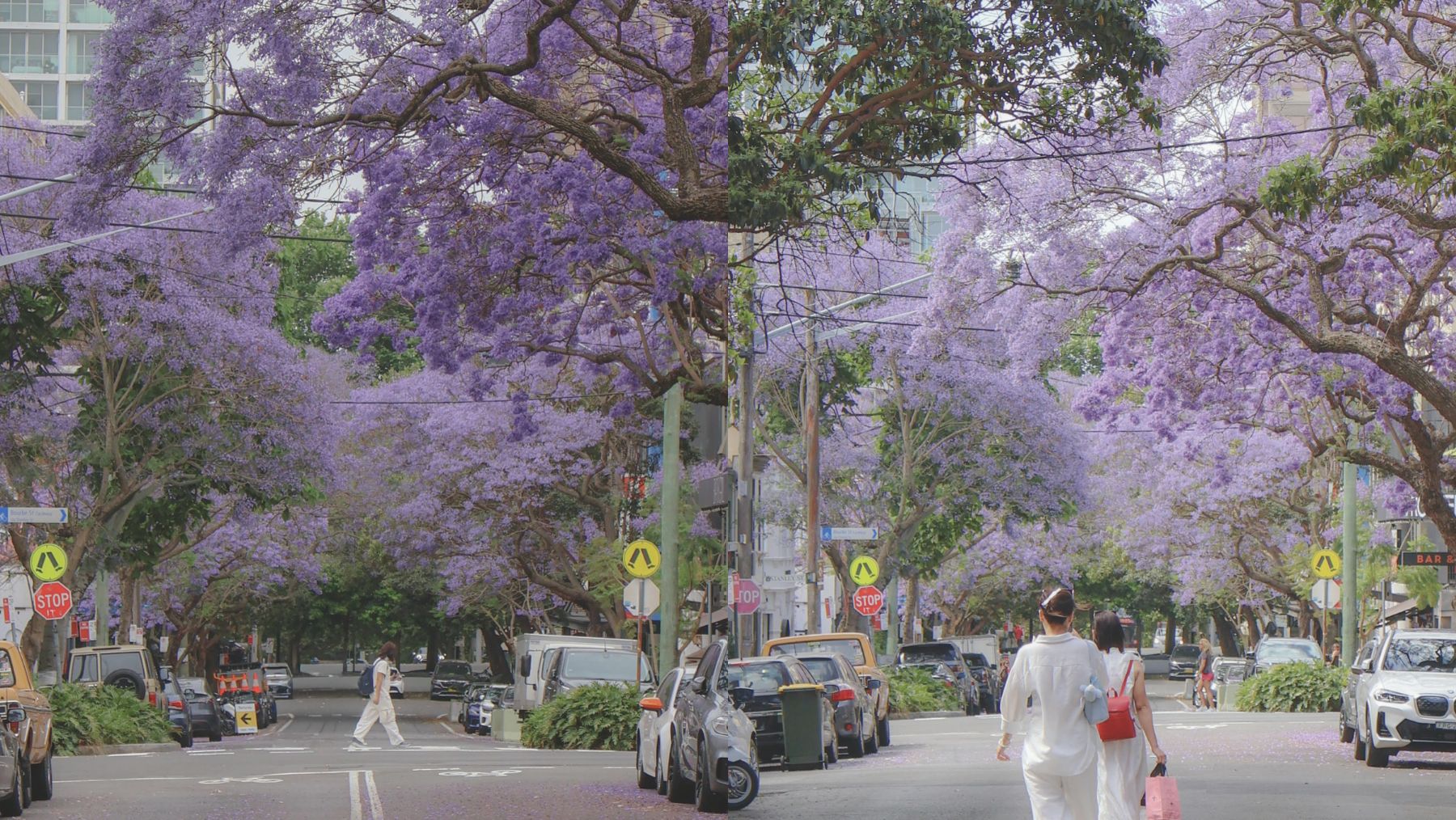 Oxford Square and Palmer Lane jacarandas