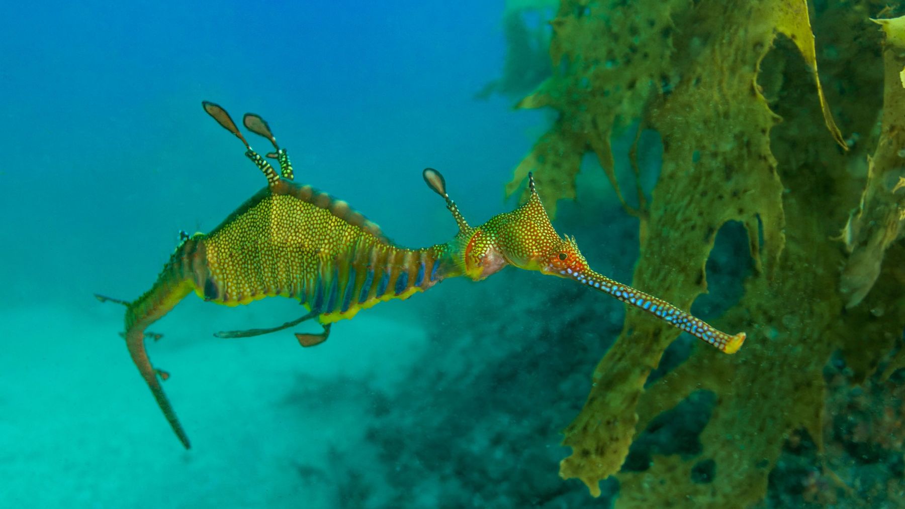 Weedy Seadragon